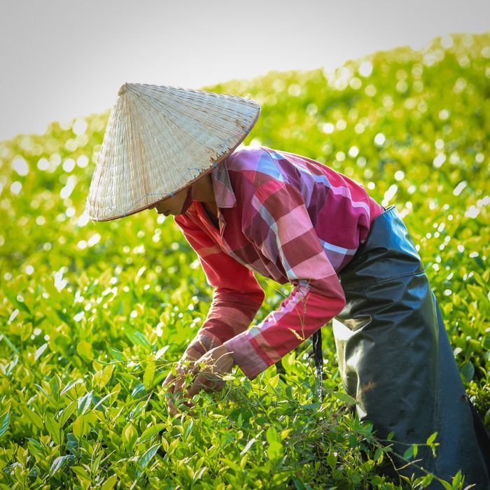 A tea picker wearing a traditional hat harvests leaves in the vibrant fields of Phú Thọ, Vietnam.