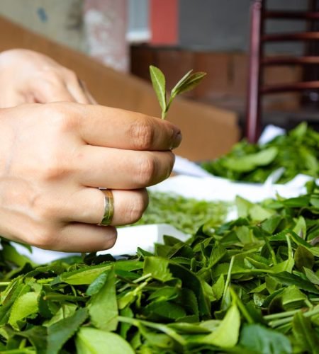 Close-up of hands sorting fresh tea leaves indoors, emphasizing natural tea processing.